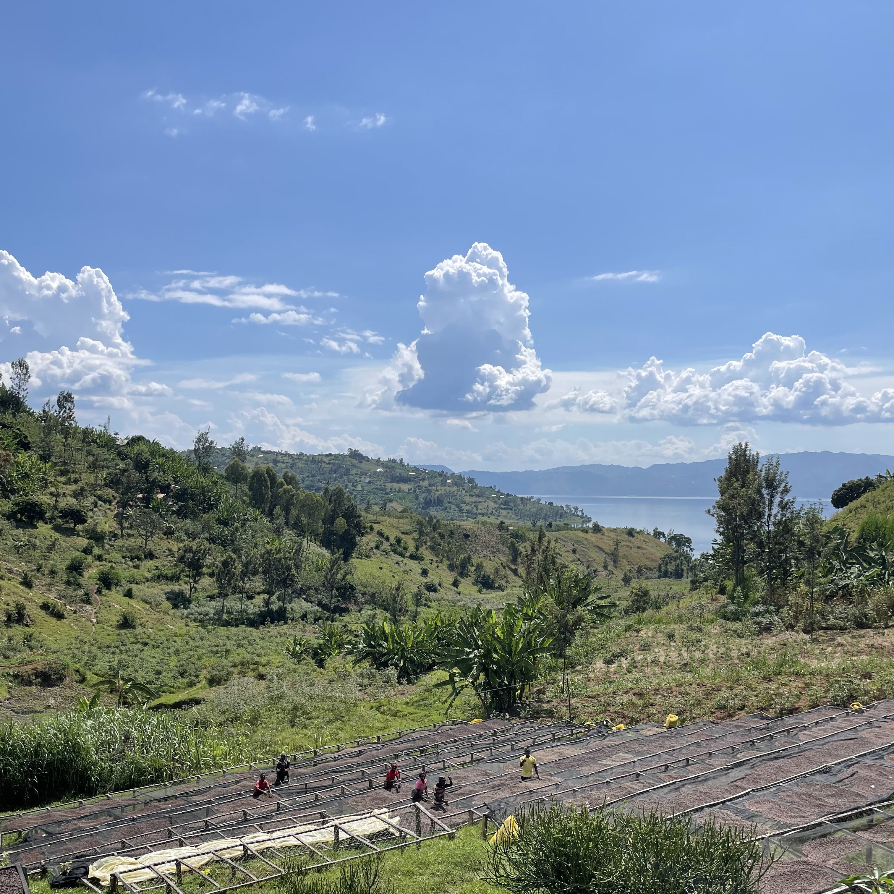 Rwanda Gisheke Natural(23/24年クロップ) | ORIGIN COUNTRIES